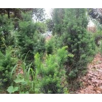 紅豆杉盆景優價優質出售，100元／盆起，5年生長的樹