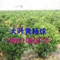 大葉黃楊球價格、冬青球供應、冬青球種植、冬青球基地、賣冬青球