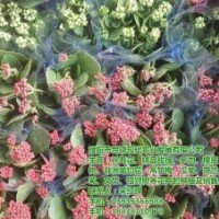 長(zhǎng)壽花盆栽、三門(mén)峽長(zhǎng)壽花、世錦花卉(圖)