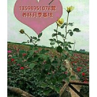 供月季，月季營養杯苗，玫瑰，玫瑰營養杯苗，騰本月季月季