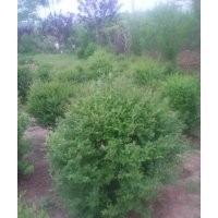 小葉女貞球50-2米 質量好，江蘇沭陽