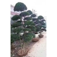 精品小葉女貞造型大量供應(yīng)、自產(chǎn)自銷(xiāo)、10片以上、大云片