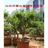 中國金銀花之鄉供應金銀花盆景苗