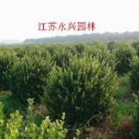 衛矛球，黃楊球，龍柏球，紅葉石楠球，火棘球，金葉女貞球等苗木