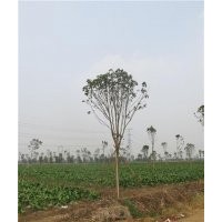 七葉樹前景、七葉樹、鑫森源(查看)