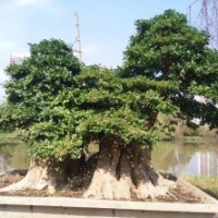 出售 對(duì)接、紫薇、金彈子、狗骨頭等景觀樹、盆景老樁
