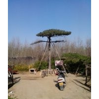 造型黑松 油松