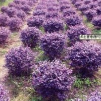 供應紅檵木