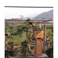 大量五針松 黑松 羅漢松 大阪松 批發