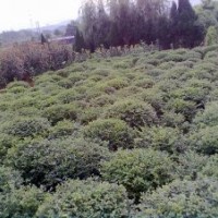 供應各種綠化球類樹