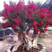 大量供應優質紫薇樹樁，桂花樹及各類花卉苗木