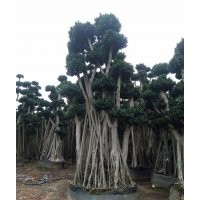 原葉小葉榕樁頭/吊根造型景觀榕樹樁頭2016批發