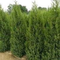 苗木供應信息刺栢1,8__2,5米,刺栢球