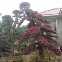 供應湖南造型羅漢松 湖南造型榆樹 湖南造型白蠟 造型紅花繼木