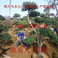 造型無刺枸骨、鴻運果、造型枸骨、蘇州綠化苗木基地