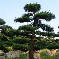 批發日本大陸臺灣羅漢松價格綠化樹風水樹造型羅漢松行道樹