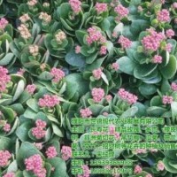 長(zhǎng)壽花盆栽、開(kāi)封長(zhǎng)壽花、世錦花卉(圖)