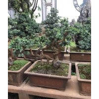 出售黃楊老樹樁