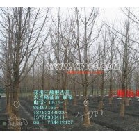 出售銀杏樹 銀杏盆景、銀杏制品等業(yè)務(wù)