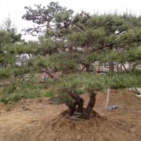 造型松樹；油松；15公分以上