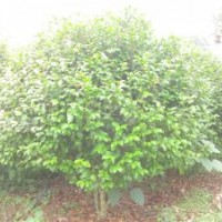10幾年的地栽茶花低價銷售