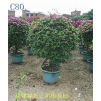 大量供應各種規(guī)格三角梅