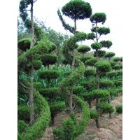 萊州信合園藝供應虬龍造型龍柏