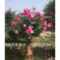 樹狀月季，月季樹，批發(fā)月季樹