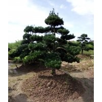 無中介大型造型景觀樹基地優惠出售 紅花繼木 小葉女貞 欏木石楠