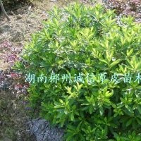 綠化苗木 工程苗 杜鵑球 批發(fā)杜鵑球 自產(chǎn)自銷(xiāo)