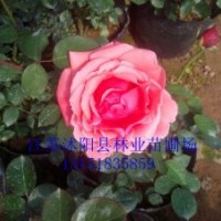 銷售：月季、黃楊球、紅葉小檗、紅葉石楠、金森女貞