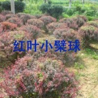 江蘇紫葉小檗球價格、江蘇紫葉小檗球供應、紫葉小檗球發往山東、
