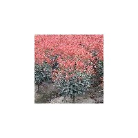 南京紅葉石楠各種規格精品紅葉石楠球價格