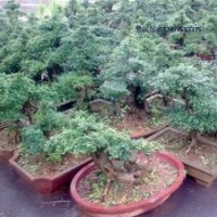 對節(jié)白蠟景觀樹 對節(jié)白蠟小苗扦插苗 對節(jié)白蠟樹樁