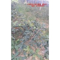 供應茶花苗木