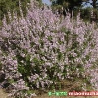 苗木供應信息丁香,連翹,水蠟
