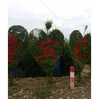 供小葉女貞球，黃楊球，衛矛球，金葉榆球，丁香球