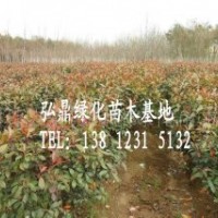 供應(yīng)紅葉石楠球，紅葉石楠球規(guī)格齊全，