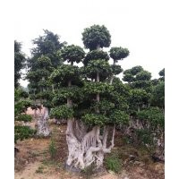 小葉榕，造型榕，景觀榕樹