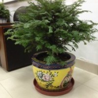 紅豆杉，專家稱“健康樹”