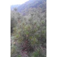 供應白皮松