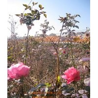 供應2-3年豐花月季