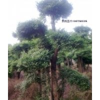 對節(jié)白蠟 對節(jié)白蠟盆景 對節(jié)白蠟景觀樹