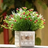 長錦園林租售虎 皮 蘭，鳥 巢 厥，長 壽花，碧 玉