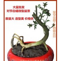 批發供應對節白蠟微型盆景