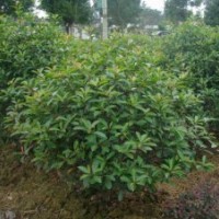 供應四季桂花球，羅漢松球，梔子花球，大葉黃楊球，瓜子黃楊球，