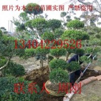 造型黃楊培育基地、庭院綠化設計施工、蘇州造型樹苗基地