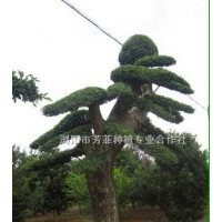 批發大型景觀樹造型榆樹、造型羅漢松、造型欏木石楠