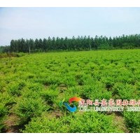 供應小葉女貞，小葉女貞球,紅葉女貞,綠葉女貞球。