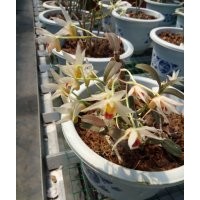浙江溫州批發鐵皮石斛蘭，高品質石斛蘭花出售銷售，觀賞性石斛盆